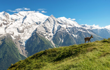 Fototapeta na wymiar Adult ibex infront of Mont Blanc, Chamonix, French Alps, France