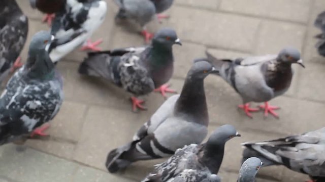 pigeons on city street