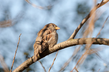 sparrow on a tree branch