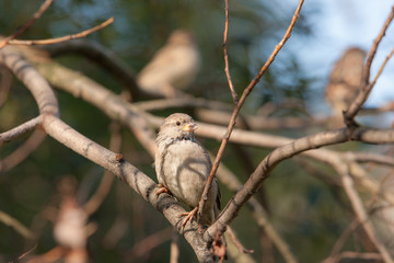 Portrait of a sparrow