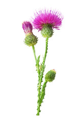 Purple flower of carduus with green bud isolated on a white background. Design element for product label, catalog print, web use.