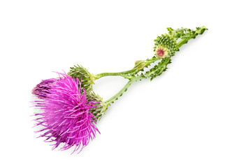 Purple flower of carduus with green bud isolated on a white background. Design element for product label, catalog print, web use.