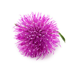 Purple flower of carduus with green bud isolated on a white background. Design element for product label, catalog print, web use.