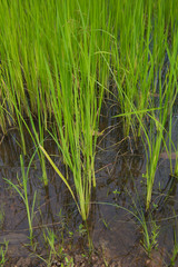 green rice sprout ready to growing in the rice field