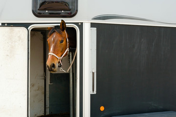 Lovely brown and white horse head sticking out of open door on a horse trailer. Copy space on trailer side. Horse has halter and is tied down with a small chain connected to it. One ear sticking out. - 119519362