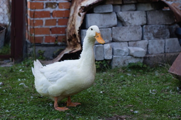 Big fat duck on green grass on rural farm