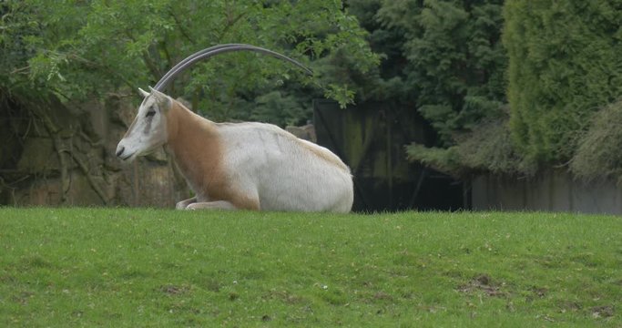 Antelope Resting on the Green Lawn in the Zoo.
