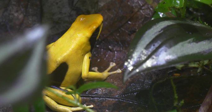 Frog Phyllobates Bicolor Sitting in the Bushes