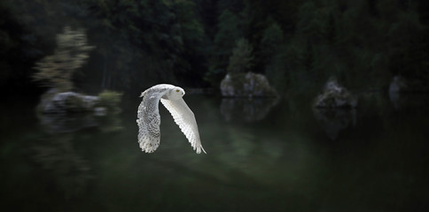 Snow owl passing a lake