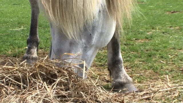 食事中の馬