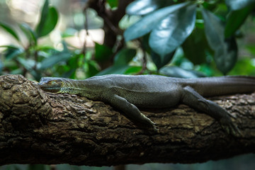 Goanna stretch on log in the sun