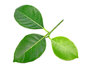 Fototapeta na wymiar Green leaf jackfruit on white background