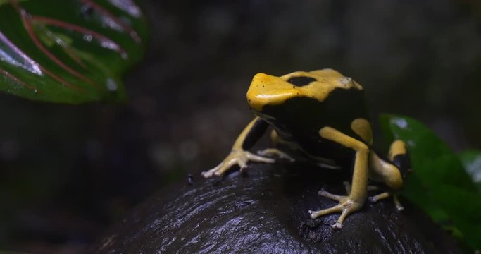 Frog Phyllobates Bicolor Sitting on Black Fruit