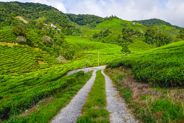 Pathway in tea plantation