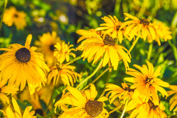 Садовые цветы рудбекия