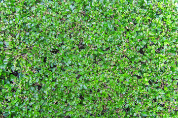 Green leaves wall fence background