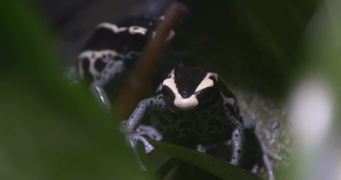 Two Blue Frog Sitting Under Large Green Leaves