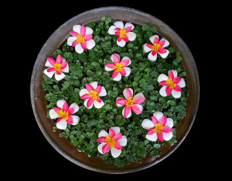 Fototapeta Flower decorations in traditional Thai big water jar on black ba