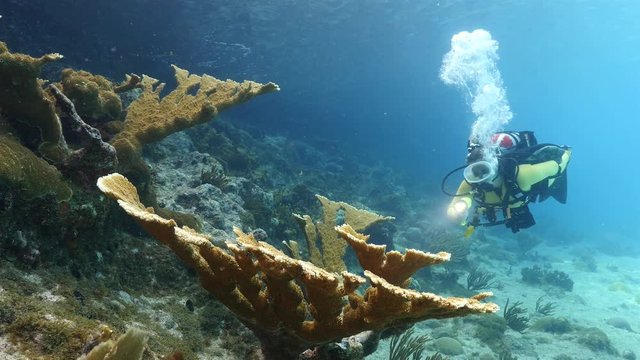Unterwasser - Riff - Koralle -Elchgeweihkoralle - Taucherin - Tauchen - Curacao - Karibik - 4K