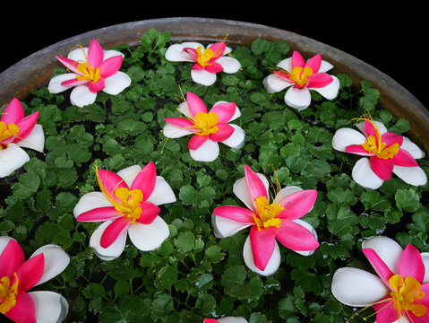 Fototapeta Flower decorations in traditional Thai big water jar on black ba