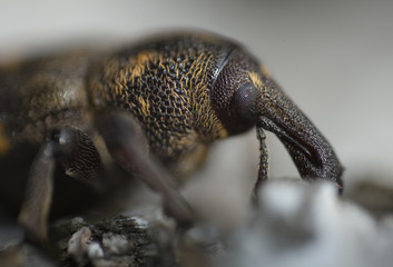 Weevil in nature