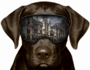 Czarny pies w Londynie, fotomontaż   © pzstudio.pl