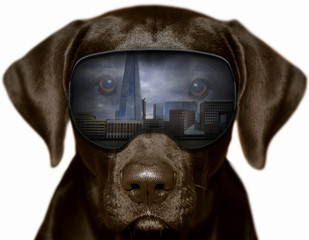 Czarny pies w Londynie, fotomontaż
