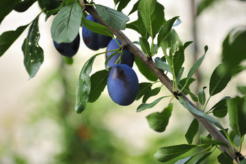 A branch with plums