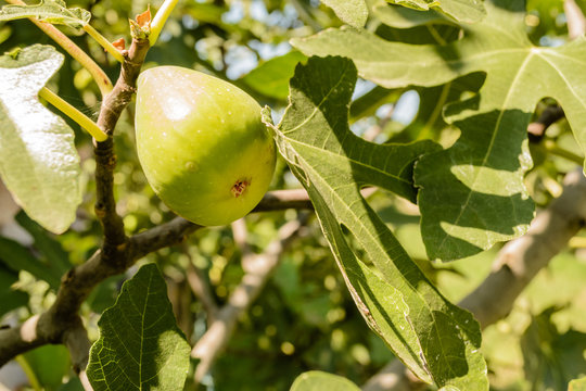 The fruit of the fig tree