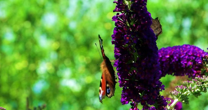 Butterflies on a Butterfly Bush Buddleja