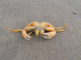 Shore crab on North Sea beach