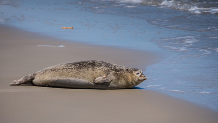 Common seal on a sandbank
