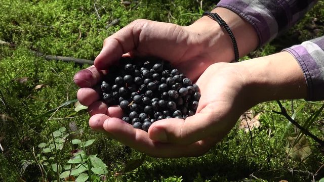 Wild bilberry ripe fruit on palms (Vaccinium myrtillus).