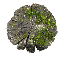 Very old plunk tree with moss