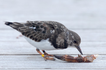 Adult winter-plumaged Ruddy Turnstone picking at a crab claw, Newlyn, Cornwall, England, UK.