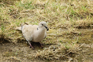 Bird turtledove caught a little bug.