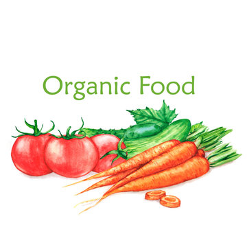 Hand-drawn watercolor food illustration of organic products: fresh vegetables - tomatoes, carrots, cucumbers, isolated on the white background