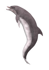 3D Rendering Dolphin on White © photosvac