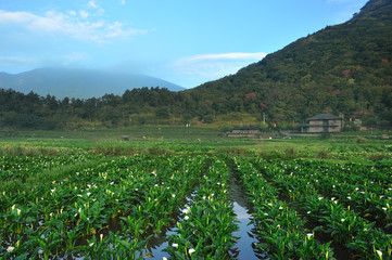 Fototapeta na wymiar Zhuzi Lake