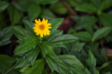 Singapore Daisy an invasive weed