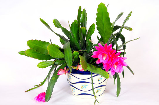 Phyllocactus Images – Browse 10 Stock Photos, Vectors, and Video ...