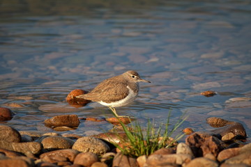 Common sandpiper