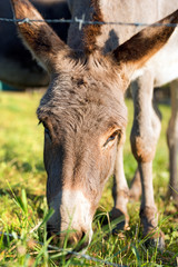 Donkey Grazing on a Green Meadow