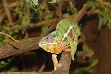 Chamäleon
