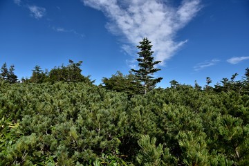 Obraz premium 針葉樹の林