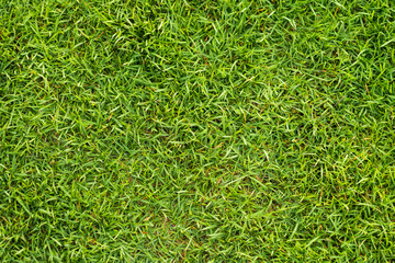 Green grass background.