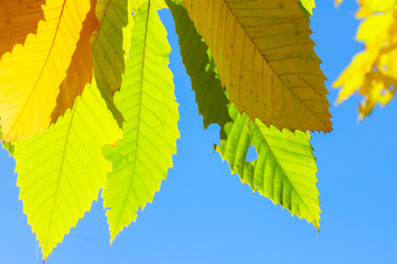 Vibrant fall foliage