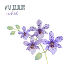 Watercolor illustration orchid flowe