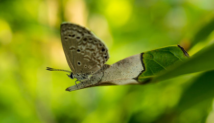 butterfly on leaf in the garden