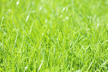 Green background texture